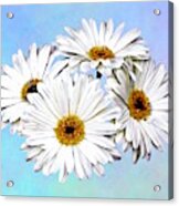 Four White Daisies Acrylic Print