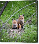 Fox Kits Acrylic Print