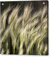 Foxtail Barley Grass Acrylic Print