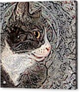 Franklyn The Tuxedo Cat Acrylic Print