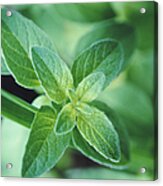 Fresh Mint Leaf, Close-up Acrylic Print