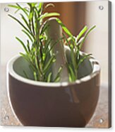 Fresh Rosemary In White Mortar Acrylic Print