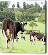 Fresian Cow In Herd - Making Eye Contact Acrylic Print