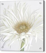 Frivolous Flower Acrylic Print