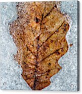 Frozen Leaf Le9716 Acrylic Print