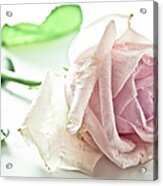 Frozen Rose Acrylic Print