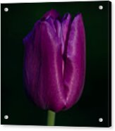 Fuchsia Tulip Acrylic Print