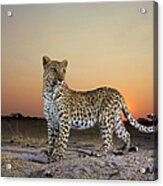 Full Length View  Of  Leopard Panthera Acrylic Print