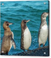 Galapagos Penguin Trio Acrylic Print