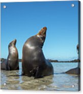 Galapagos Sea Lions Basking In Cove Acrylic Print