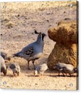 Gambel's Quail Family Acrylic Print