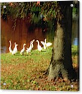 Gathering Geese Acrylic Print