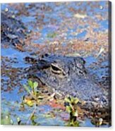 Gator In The Pond Acrylic Print