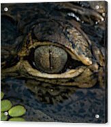 Gators Eye Acrylic Print