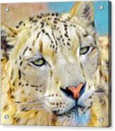 Gazing Snow Leopard Acrylic Print