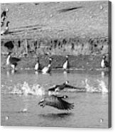 Geese Taking Off - Duck Pond, Plainview, Texas Acrylic Print