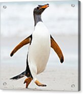 Gentoo Penguin Running On The Beach Acrylic Print