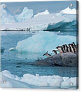 Gentoo Penguins, Antarctica Acrylic Print