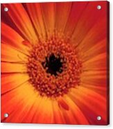 - Gerbera Daisy Acrylic Print