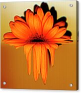 Gerbera Flower Melting, Digital Acrylic Print