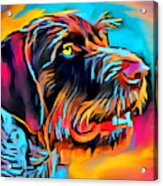 German Wirehaired Pointer 2 Acrylic Print