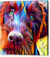 German Wirehaired Pointer Acrylic Print