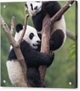 Giant Panda Cubs In Tree Acrylic Print