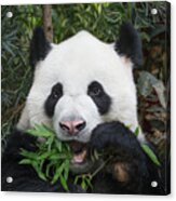 Giant Panda Eating Bamboo Acrylic Print