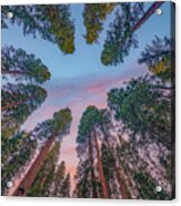Giant Sequoia Sunrise Acrylic Print