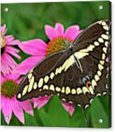 Giant Swallowtail Papilo Cresphontes Acrylic Print