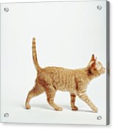 Ginger Kitten Walking With Tail Up Acrylic Print