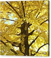 Gingko Tree In Autumn, Tokyo Acrylic Print