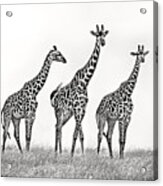 Giraffe Family Acrylic Print