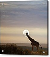Giraffe In Savannah, Moonrise Acrylic Print