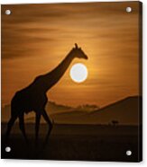 Giraffe On Sunset Acrylic Print
