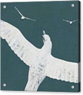 Glacious Seagulls Flying Acrylic Print