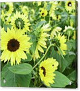 Glorious Sunflowers Acrylic Print