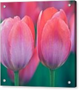 Glowing Pink Tulips Acrylic Print