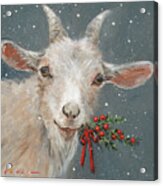 Goat With Holly Acrylic Print