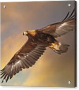 Golden Eagle Flying In Golden Light Acrylic Print