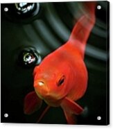 Golden Fish In Water Acrylic Print