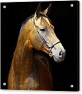 Golden Horse Acrylic Print