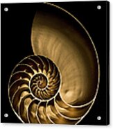Golden Nautilus Shell On Black Sand Acrylic Print