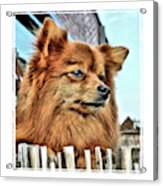 Golden Pomeranian Dog Acrylic Print