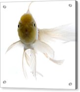 Goldfish Against White Background Acrylic Print
