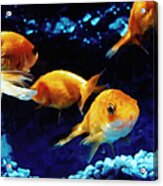Goldfish In Fish Tank Acrylic Print