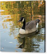 Goose Reflecting In Water Acrylic Print