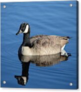 Goose Reflection Acrylic Print