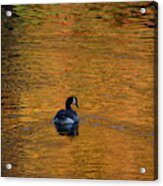 Goose Swimming In Autumn Colors Acrylic Print