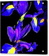 Grandma's Iris 3 Acrylic Print